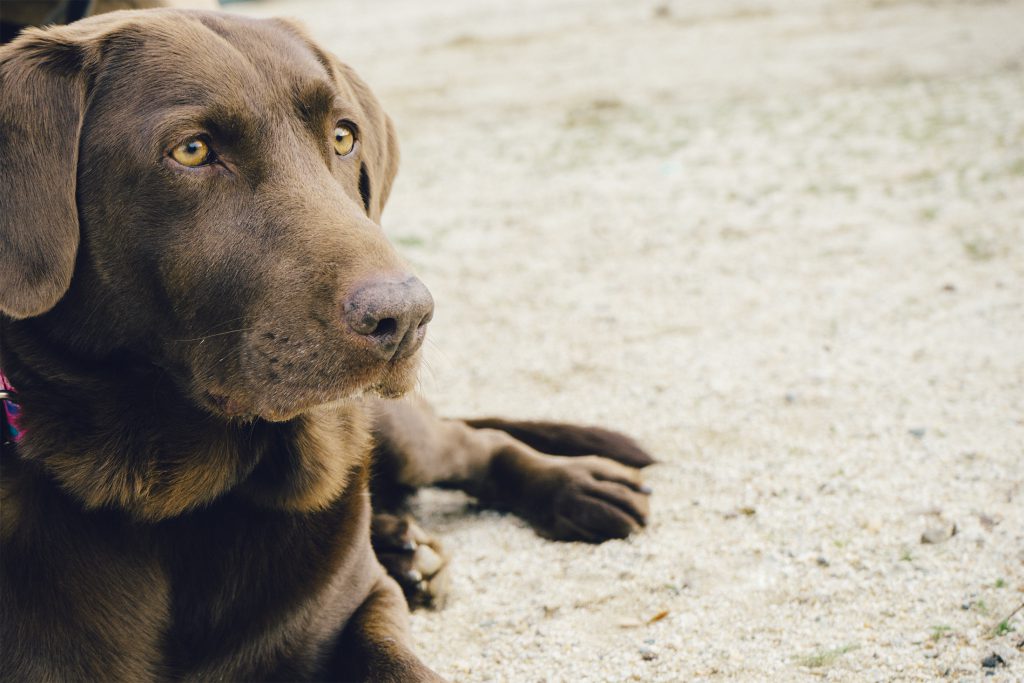 Pet Trusts Austin Estate Planning Lawyer
