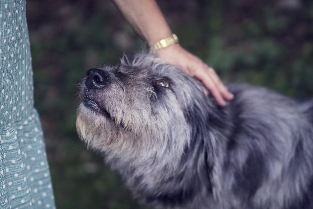 Pet Parents