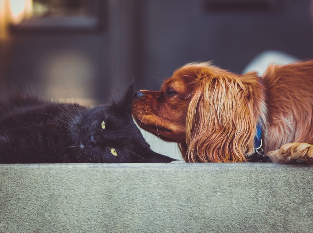 Pet trust mistakes Austin Estate Planning Lawyer
