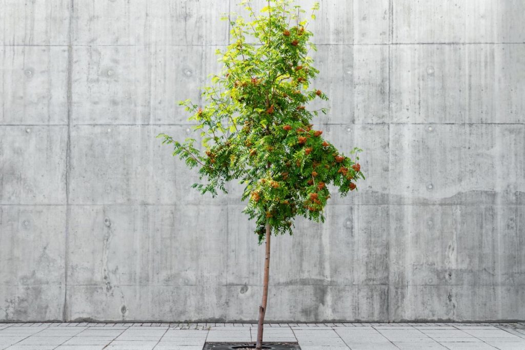 Disposition of Remains - Tree