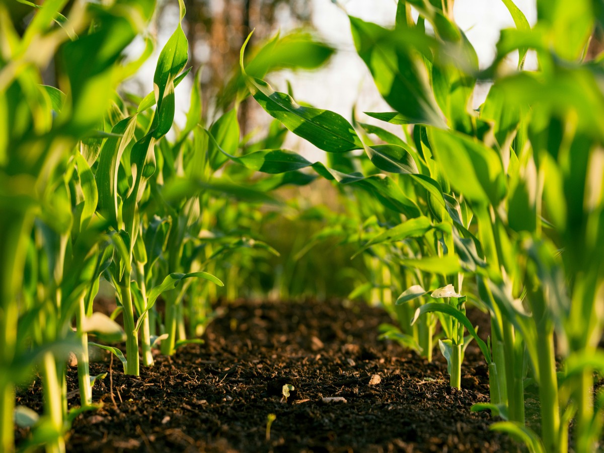 farmers