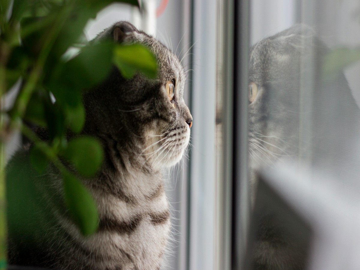 nosy neighbor – photo
